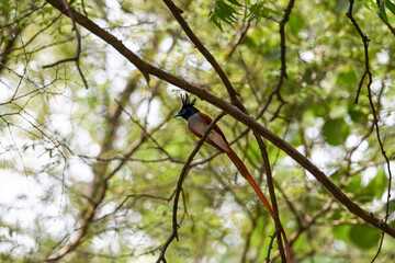Indian Paradise Flycatcher in Forest sitting on a tree