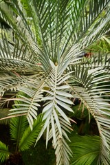 Tropical greenhouse. Woody plants of the Palm family. Close-up