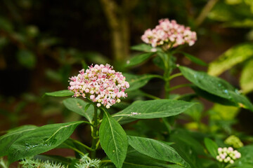 Tropical greenhouse. A plant with pink flowers, an inflorescence. Close-up