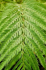 Tropical greenhouse. The plant is a perennial fern. Close-up