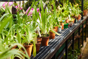 Tropical greenhouse. Cultivation of seedlings of rare and thermophilic plants, gardening