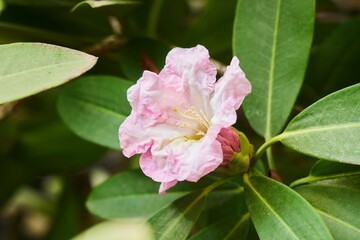 Tropical greenhouse. The Rhododendron Degron plant. Close-up