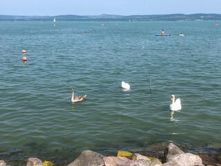 Swan on the lake Balaton