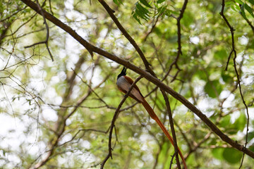 Indian Paradise Flycatcher in Forest sitting on a tree