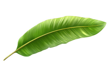 Obraz premium Exotic Green Leaf In Solitude, Nature Beauty And Tropical Vibe