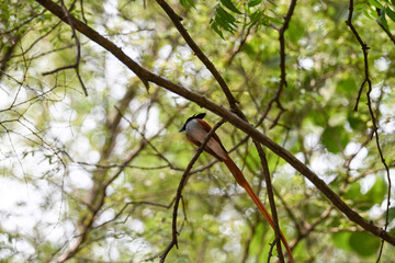 Indian Paradise Flycatcher in Forest sitting on a tree