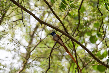 Indian Paradise Flycatcher in Forest sitting on a tree