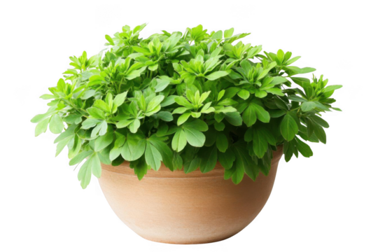 Green Plant Flourishes in a Pot, Adding Natural Beauty and Positive Energy