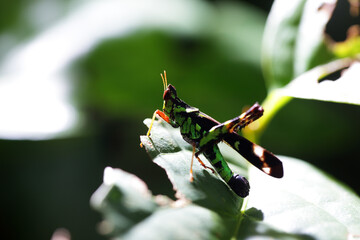 Colorful Grasshopper Resting on Leaf in Natural Habitat