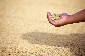 Hand Holding Golden Grain Against Background of Dried Rice Field
