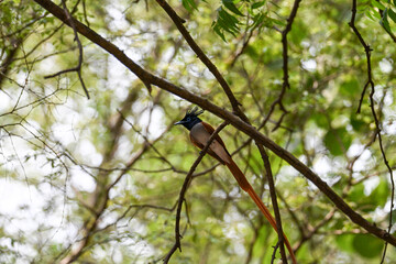 Indian Paradise Flycatcher in Forest sitting on a tree