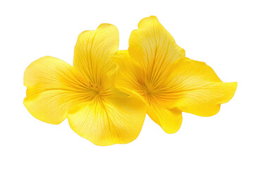 Obraz premium Yellow Flowers Bloom With petals, Creating a natural background and texture.