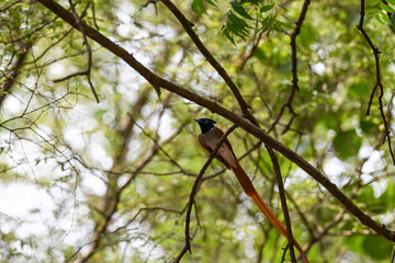 Indian Paradise Flycatcher in Forest sitting on a tree