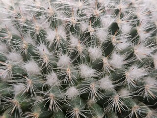 Prickly pear cactus. Surface of a cactus with needles