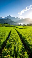 Green rice fields stretch out with a backdrop of mountains and blue sky 