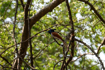 Indian Paradise Flycatcher in Forest sitting on a tree
