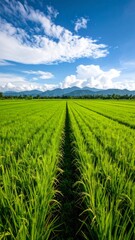 Green rice fields stretch out with a backdrop of mountains and blue sky 