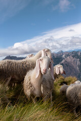 Sheep with long pink ears and a white coat, looking at the viewer from an alpine pasture. The...