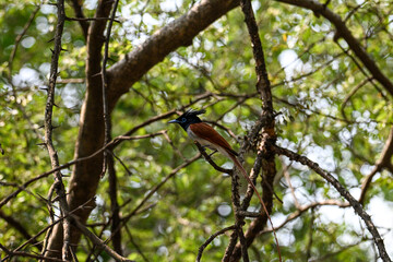 Indian Paradise Flycatcher in Forest sitting on a tree