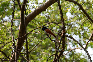 Indian Paradise Flycatcher in Forest sitting on a tree