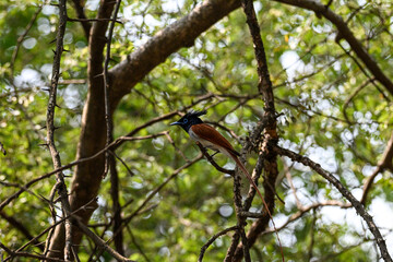 Indian Paradise Flycatcher in Forest sitting on a tree