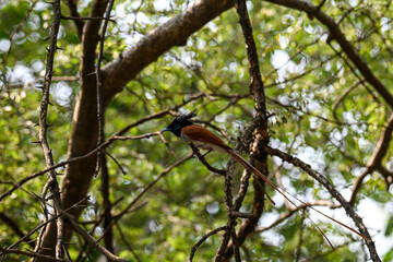 Indian Paradise Flycatcher in Forest sitting on a tree