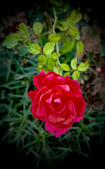 Vibran red rose in garden with green leafy background