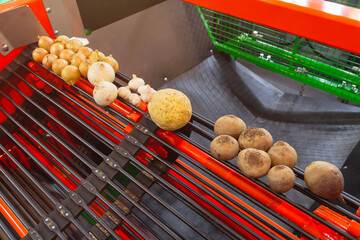 Equipment for sorting vegetables