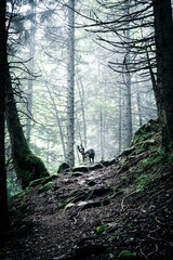 Chien dans une forêt en montagne