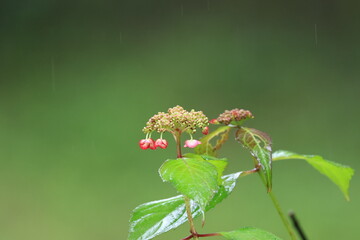 Hydrangeas that get wet in the rain and become vivid