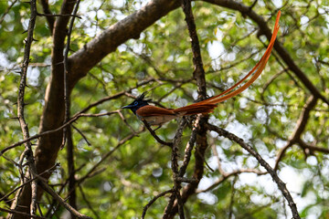 Indian Paradise Flycatcher in Forest