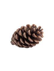 Close-up of a dry, textured pine cone with detailed scales and a slightly curved shape isolated against a clean white background creating a natural element (150)