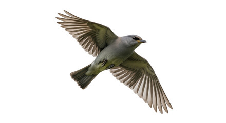 Isolated Bird in Flight