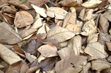 The picture shows stacks of dry leaves on the ground. This indicates that winter is approaching.
