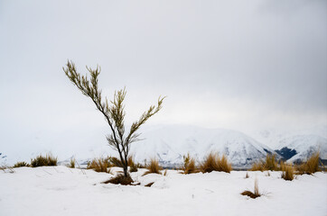 A small shrub standing on the hillside. Snow-covered mountains in the distance. Twizel. South...