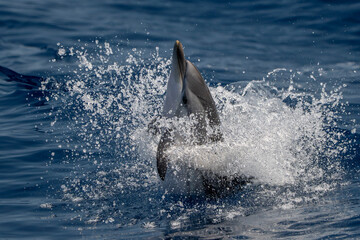 jumping striped dolphin detail in splashes