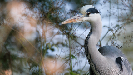 A beautiful close-up of a grey heron (Ardea cinerea) captured in its natural summer environment. Showcasing its elegant feathers and striking gaze, this image highlights the beauty of wildlife in the 
