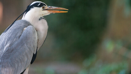 A beautiful close-up of a grey heron (Ardea cinerea) captured in its natural summer environment. Showcasing its elegant feathers and striking gaze, this image highlights the beauty of wildlife in the 