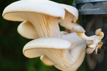 Oyster mushrooms growing out of a black plastic container. Fungiculture substrate kit for growing oyster mushrooms at home. 