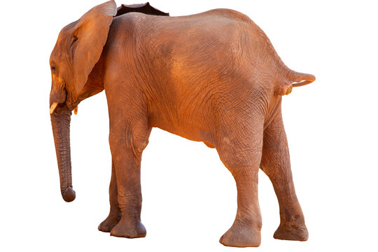 African elephant baby lifting his tail to defecate on white background.