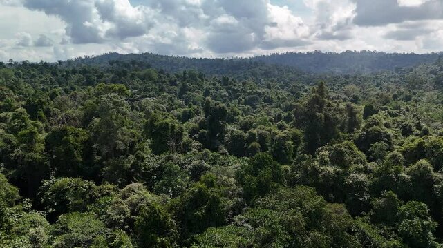 Tropical rainforest canopy expanding across horizon under cloudy sky