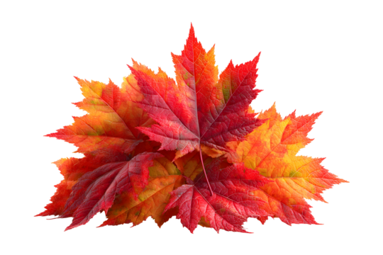 Autumnal splendor: Vibrant maple leaves cascade against a stark transparent backdrop