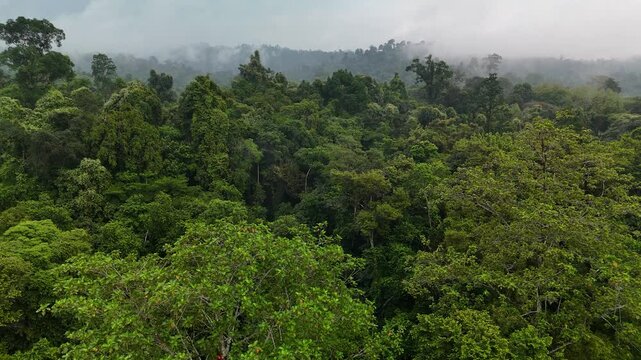 Tropical rainforest canopy shrouded in fog and mist