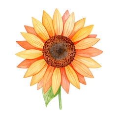 Fototapeta premium tournesol