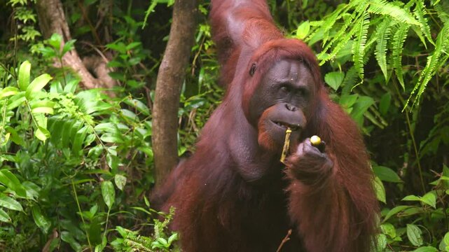 Orangutan enjoying banana in lush rainforest habitat
