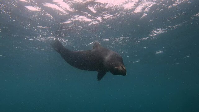 Playful sea lion swimming underwater in the ocean