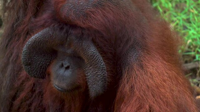 Bornean orangutan eating fruit on green grass