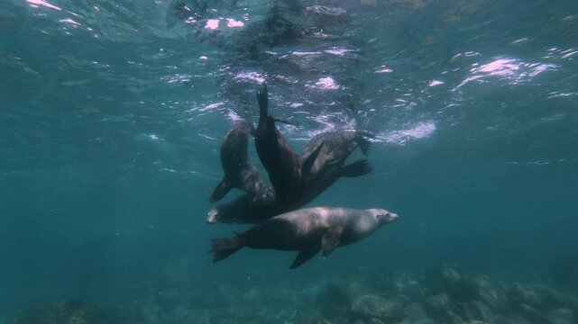 Playful sea lions swimming underwater