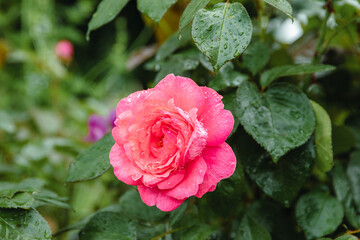 Rosen nach einem Regenschauer.