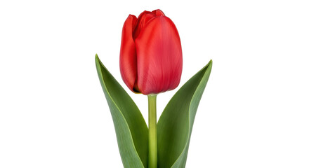 Isolated Red Tulip